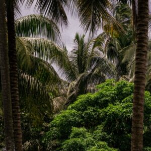 JUNGLE Photographie Édition Limitée par Arnaud Juherian