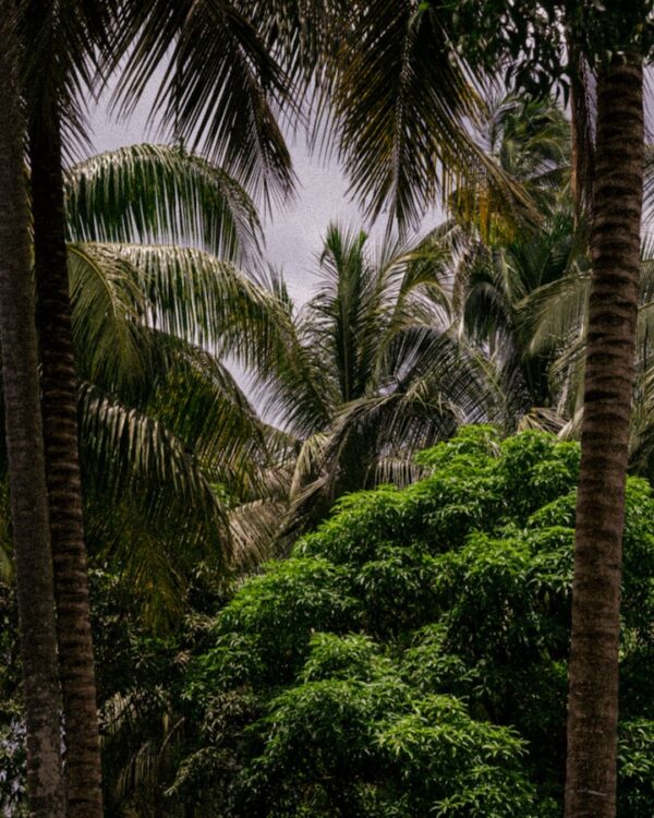 JUNGLE Photographie Édition Limitée par Arnaud Juherian