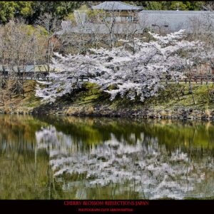 TRCB-494_Cherry_Blossom_Reflections_Japan_Clive_Arrowsmith©Maison_Sensey_Photographie