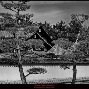 TRTT-518_Temple_Trees_Nara_Japan_Clive_Arrowsmith©Maison_Sensey_Photographie